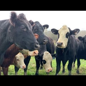 Meet your Posher, Lora